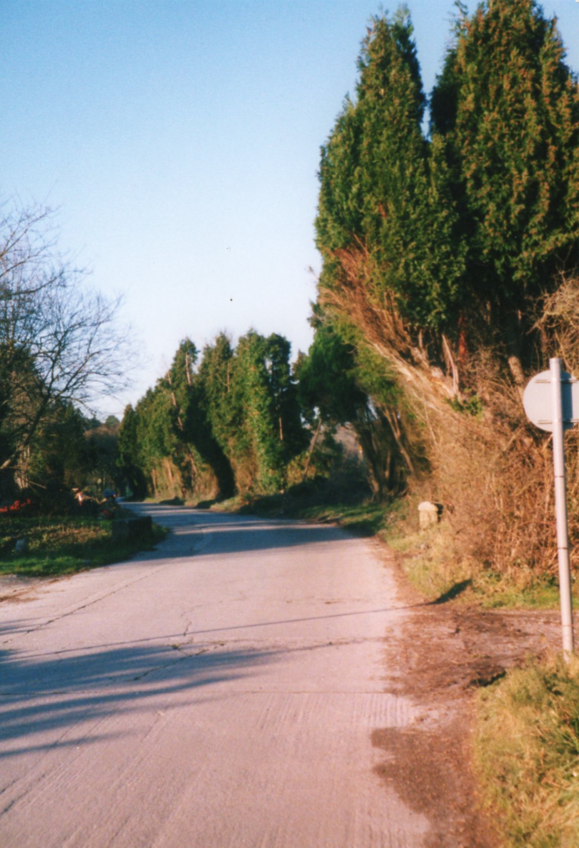Cypress Avenue 2004