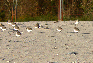 Sandpipers on Crinnis January 2009