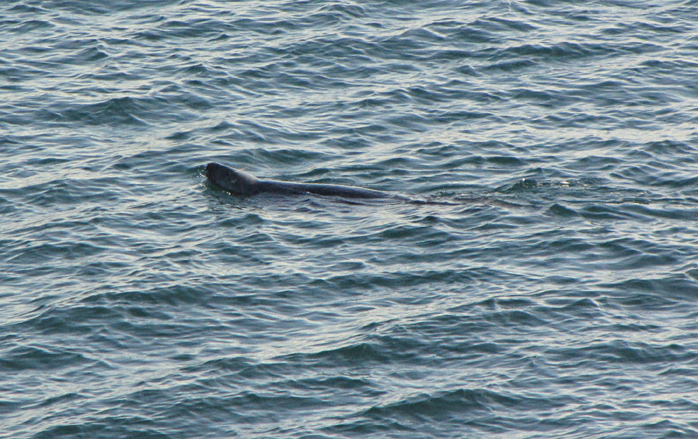 Seal in Carlyon Bay